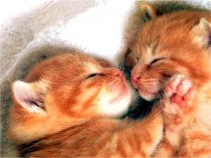 Cute-Little-Kitten-cute-kittens-16288201-1024-768